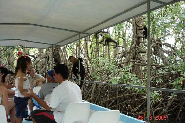 Monkey Mangrove tour - Photo 1 of 15